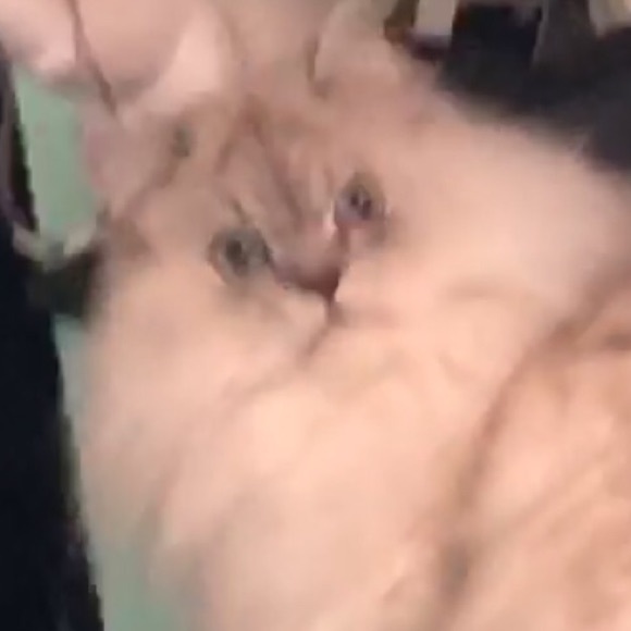 Meet your Posher, Izzy - Picture 1 of 1